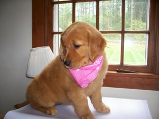 GOLDEN-B-BEAR Kennels, Golden Retrievers - Plymouth, New Hampshire